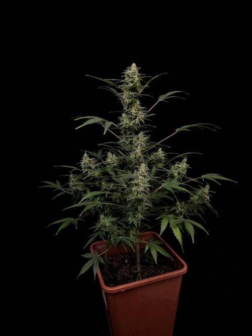 White Widow 2. Week 6