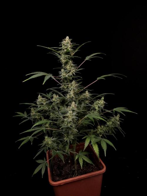White Widow 2. Week 6