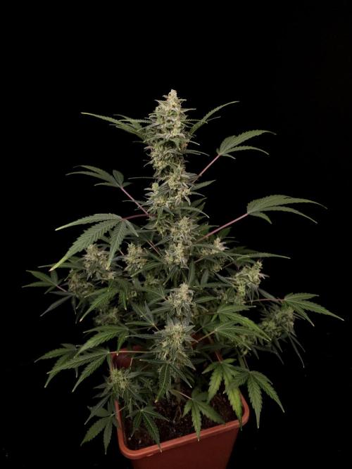 White Widow 2. Week 6