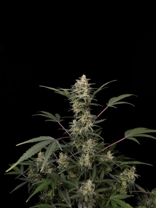 White Widow 2. Week 6