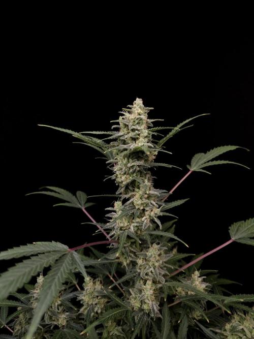 White Widow 2. Week 6