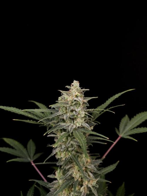 White Widow 2. Week 6