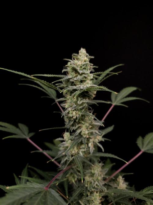 White Widow 2. Week 6