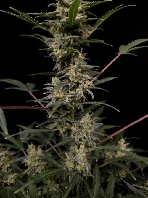 White Widow 2. Week 6