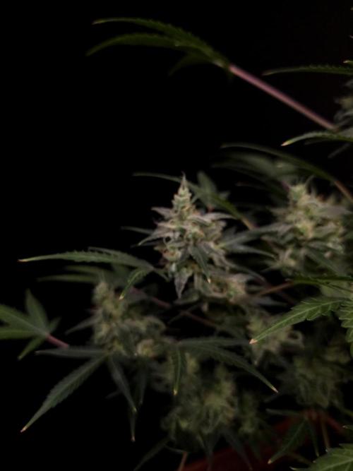 White Widow 2. Week 6