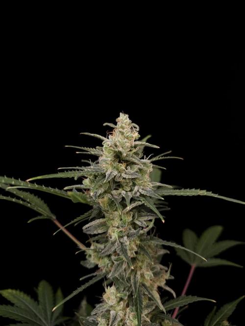 White Widow 2. Week 6