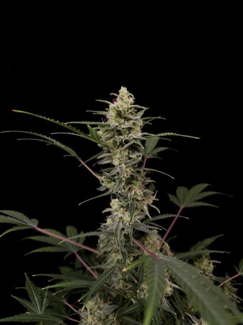 White Widow 2. Week 6