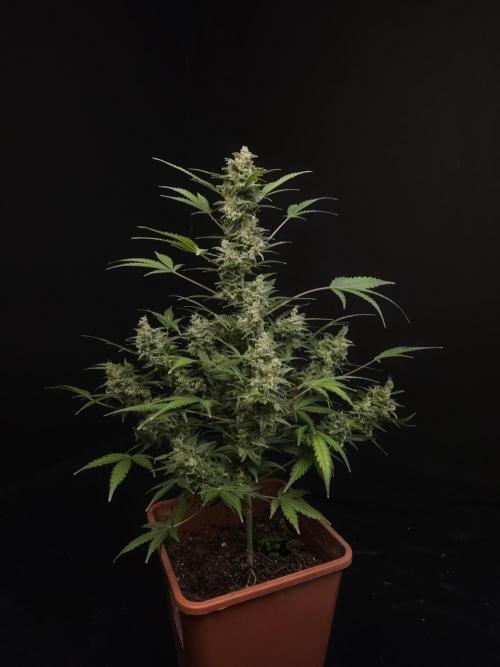 White Widow 2. Week 7