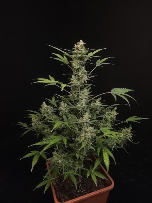 White Widow 2. Week 7