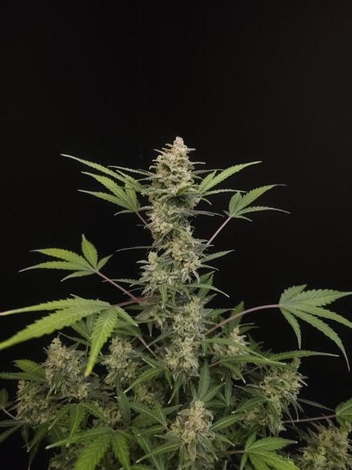 White Widow 2. Week 7
