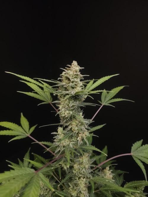 White Widow 2. Week 7