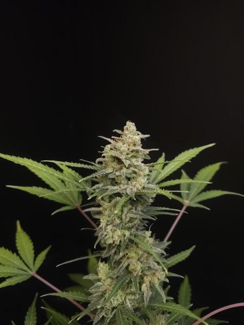 White Widow 2. Week 7