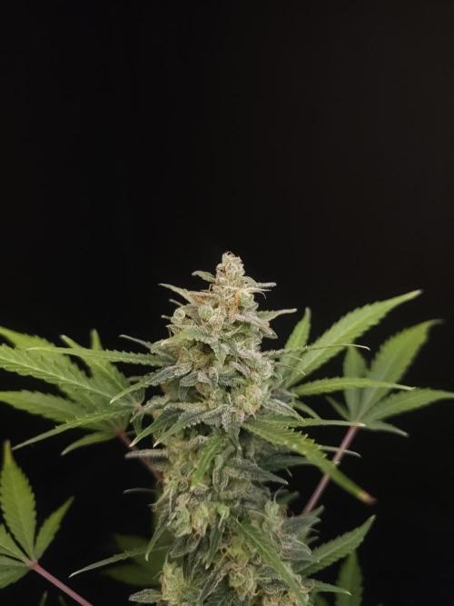 White Widow 2. Week 7