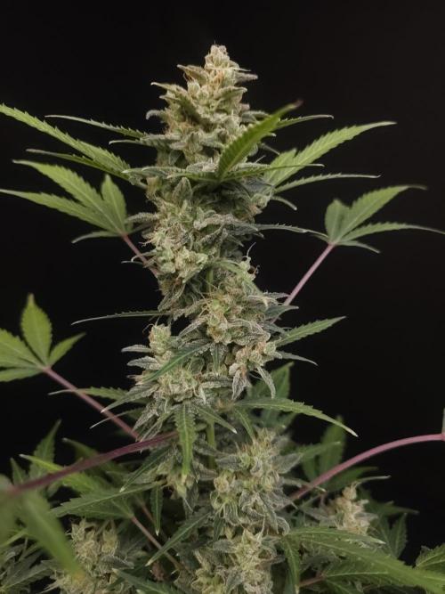 White Widow 2. Week 7