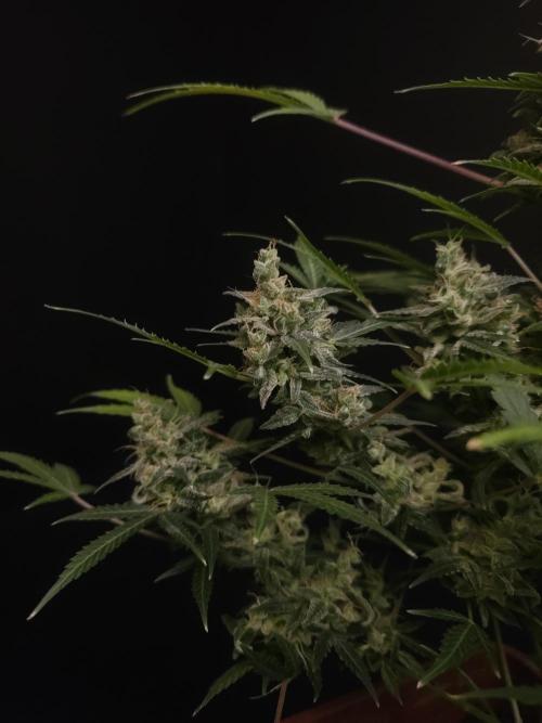 White Widow 2. Week 7