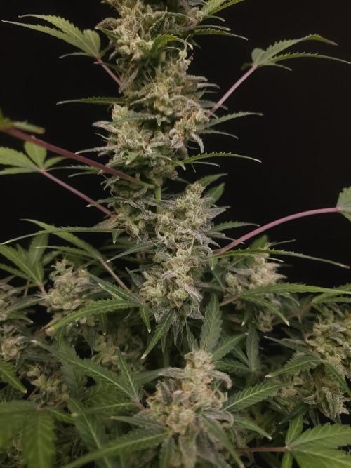 White Widow 2. Week 7
