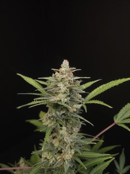 White Widow 2. Week 7