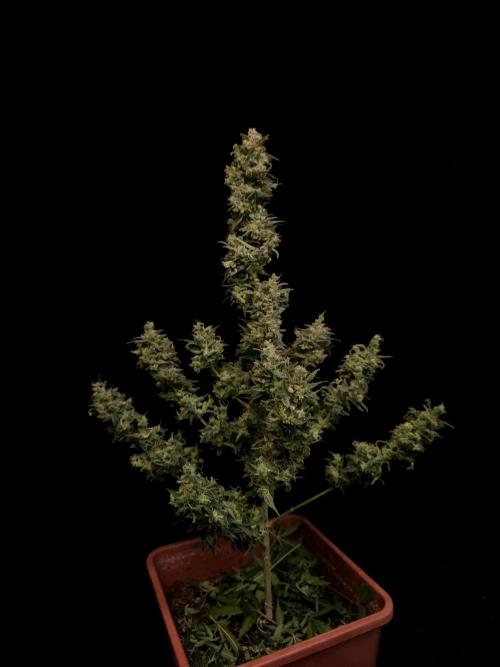 White Widow 2. Week 8