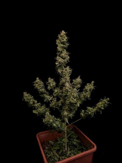 White Widow 2. Week 8