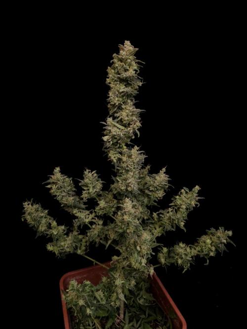 White Widow 2. Week 8
