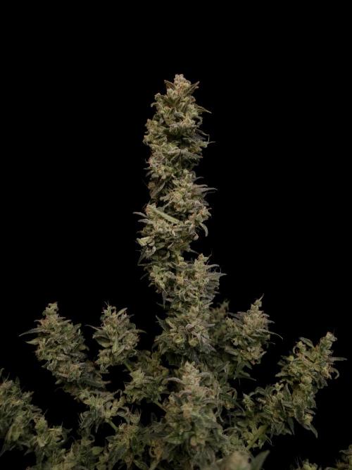 White Widow 2. Week 8