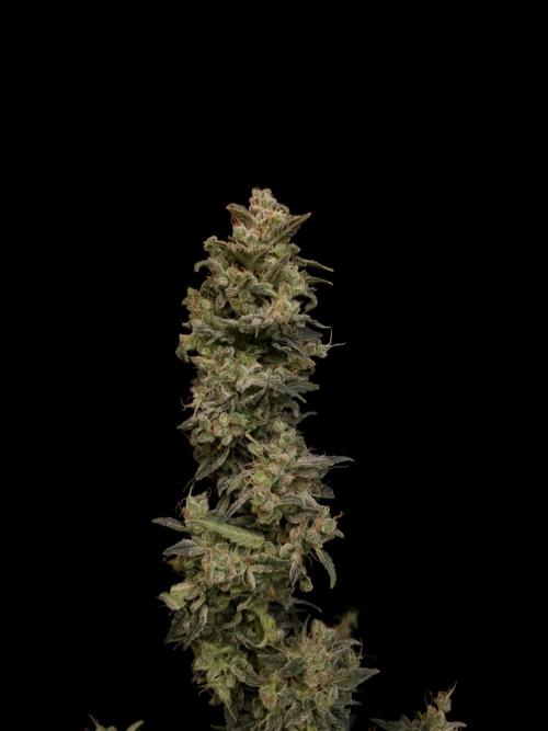 White Widow 2. Week 8
