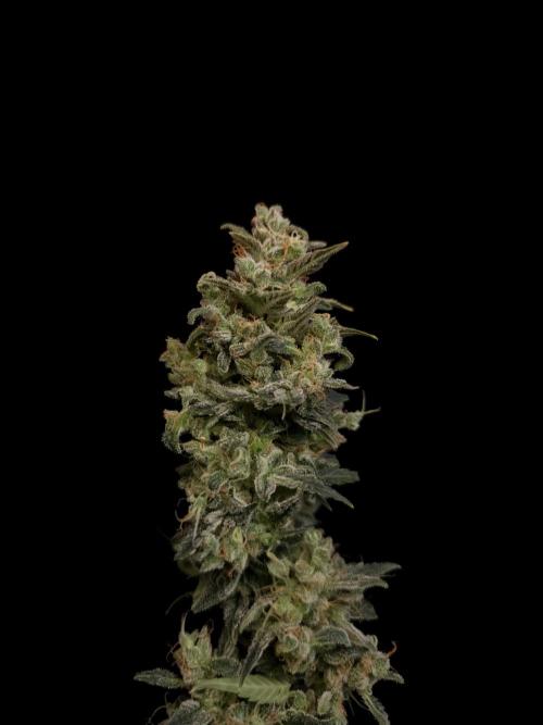 White Widow 2. Week 8
