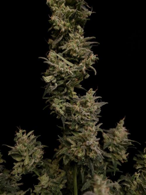 White Widow 2. Week 8