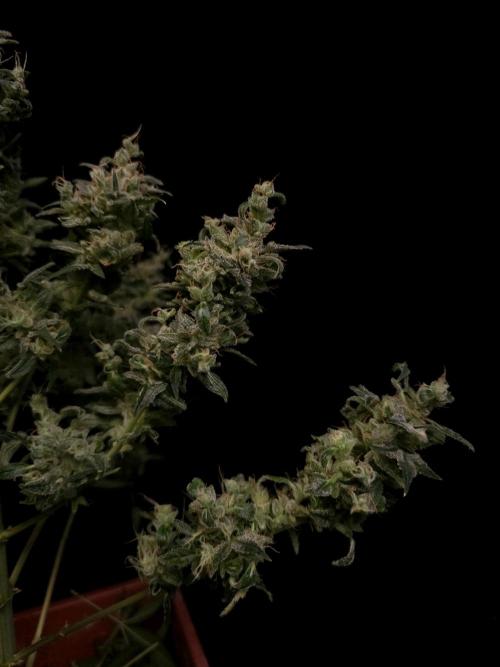 White Widow 2. Week 8