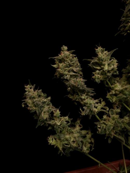 White Widow 2. Week 8
