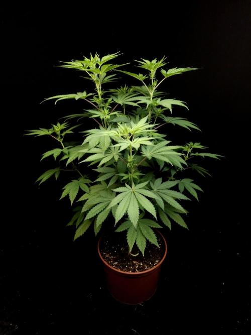 Test 604. Week 8