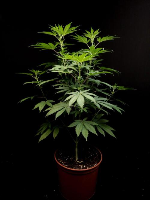 Test 604. Week 8
