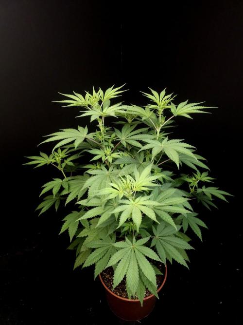 Test 604. Week 8