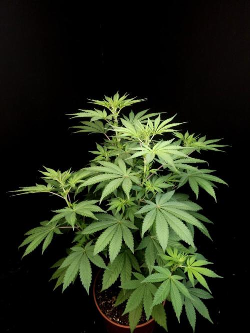 Test 604. Week 8