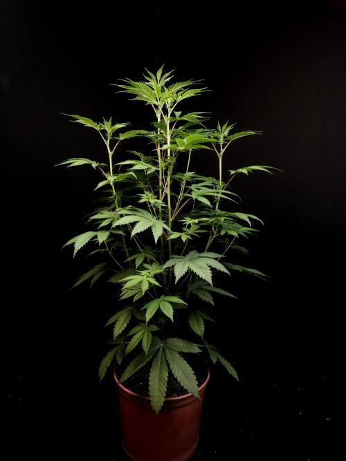 Test 605. Week 8