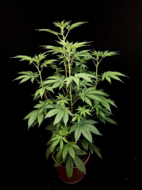 Test 605. Week 8
