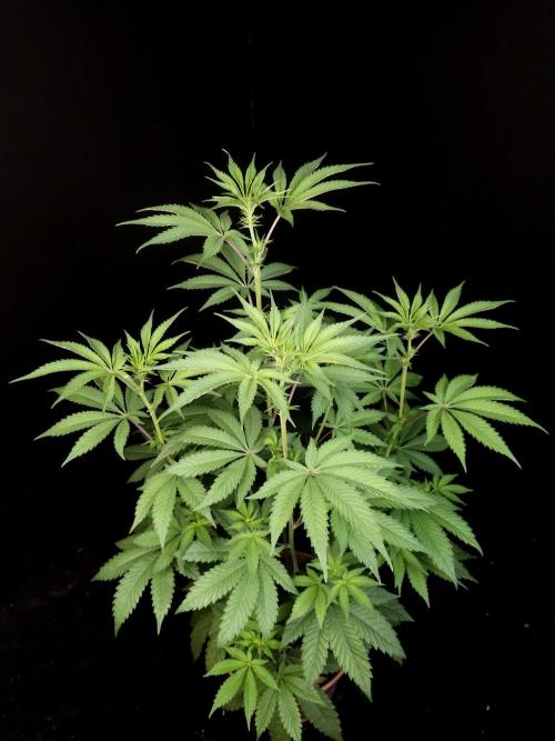 Test 605. Week 8