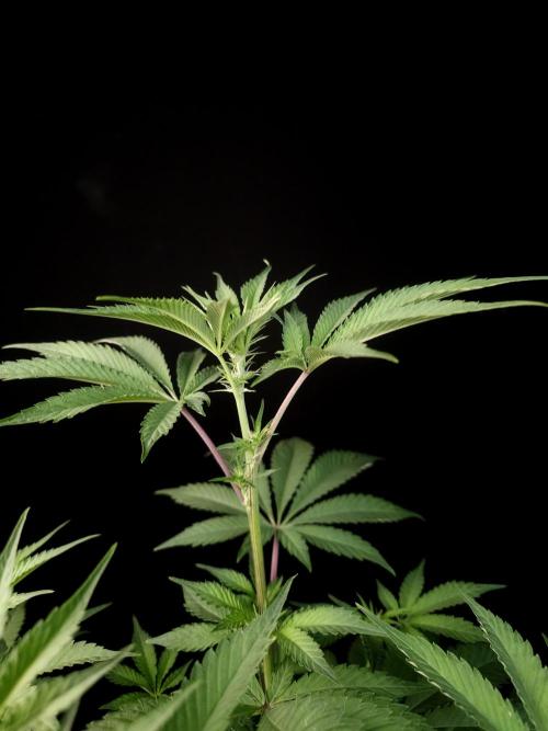 Test 605. Week 8