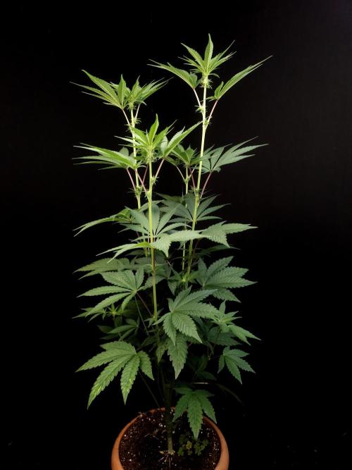 Test 10x51. Week 8
