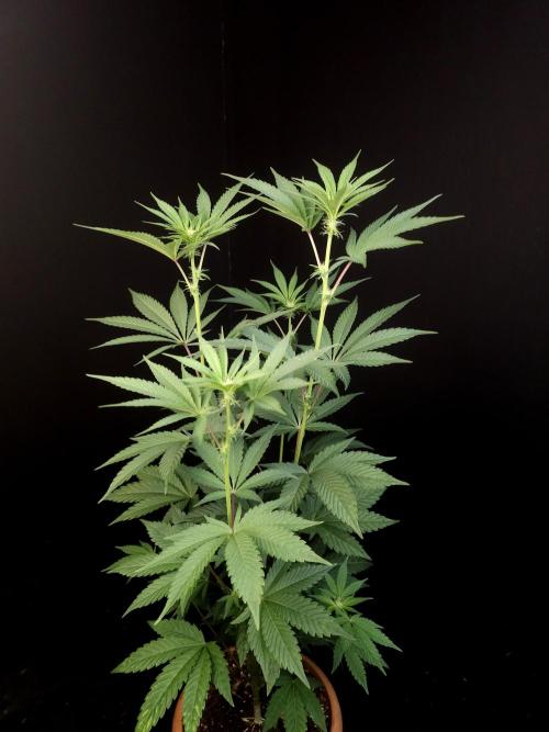 Test 10x51. Week 8