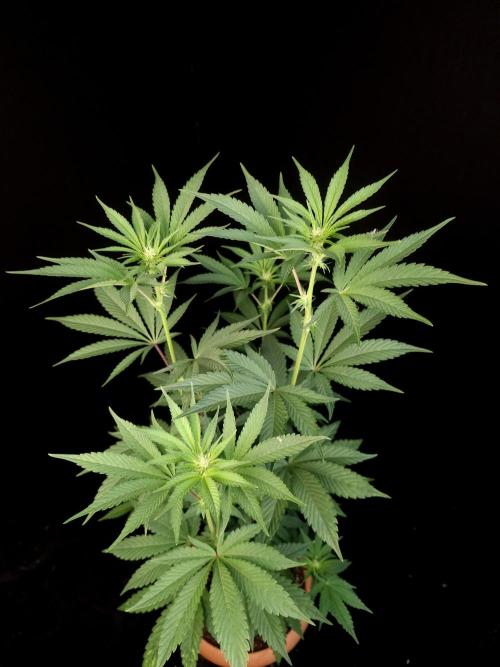 Test 10x51. Week 8