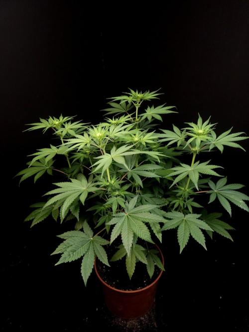 Test 92. Week 8