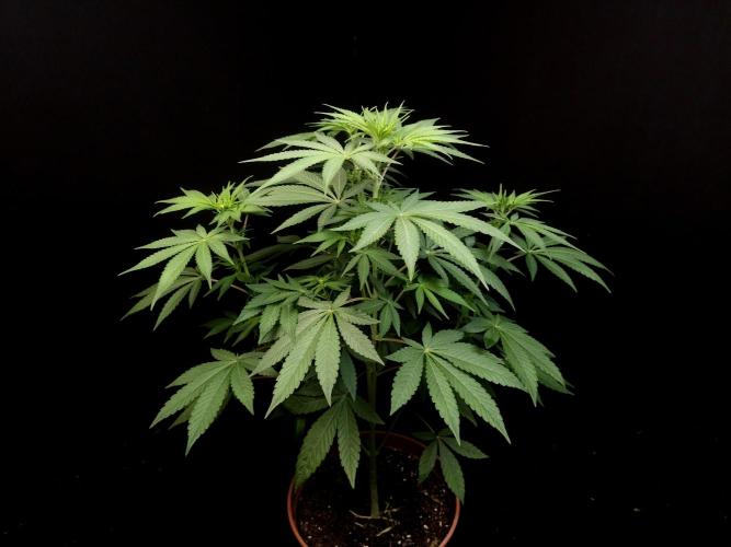 Test 93. Week 8
