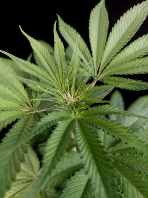 Test 605.  2. Week 1