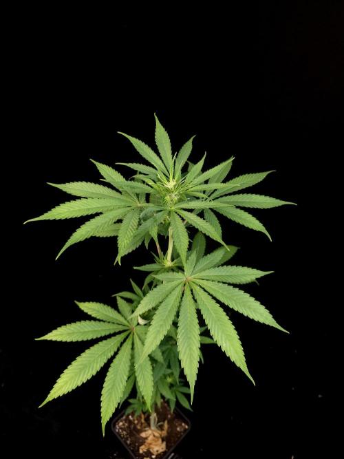 Test 10x51.  2. Week 1