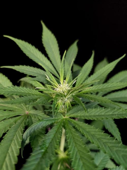 Test 10x51.  2. Week 1