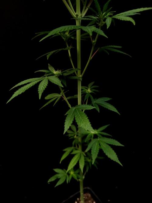 Test 10x51.  2. Week 1