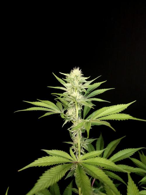 Test 605. Week 10
