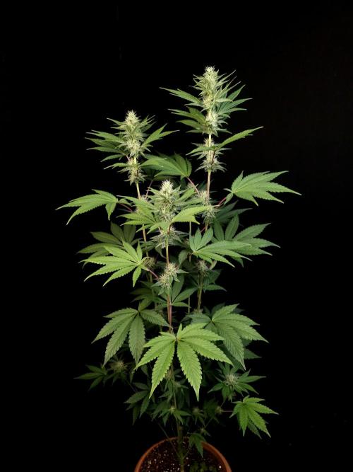 Test 10x51. Week 10