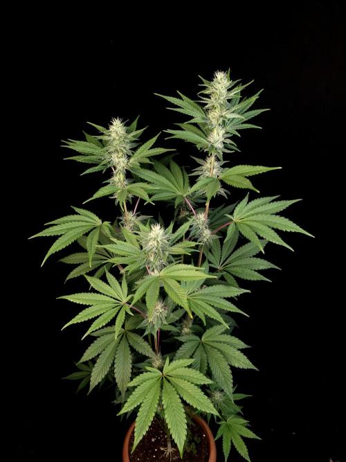 Test 10x51. Week 10